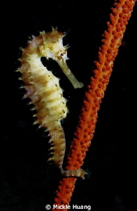 Seahorse
Northeast Coast Taiwan by Mickle Huang 